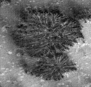 The "Martian Trees" (Original NASA/MGS/MSSS b/w Frame - EDM)
nessun commento
Parole chiave: Mars from orbit - South Polar Features - Defrosting Regions